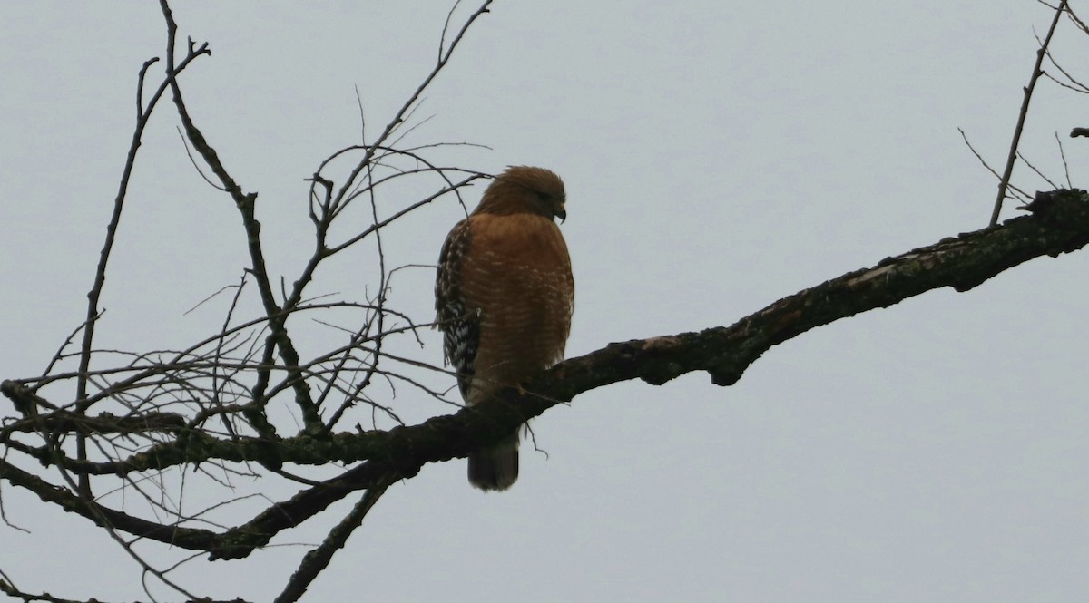 Red-shouldered Hawk - ML613534098