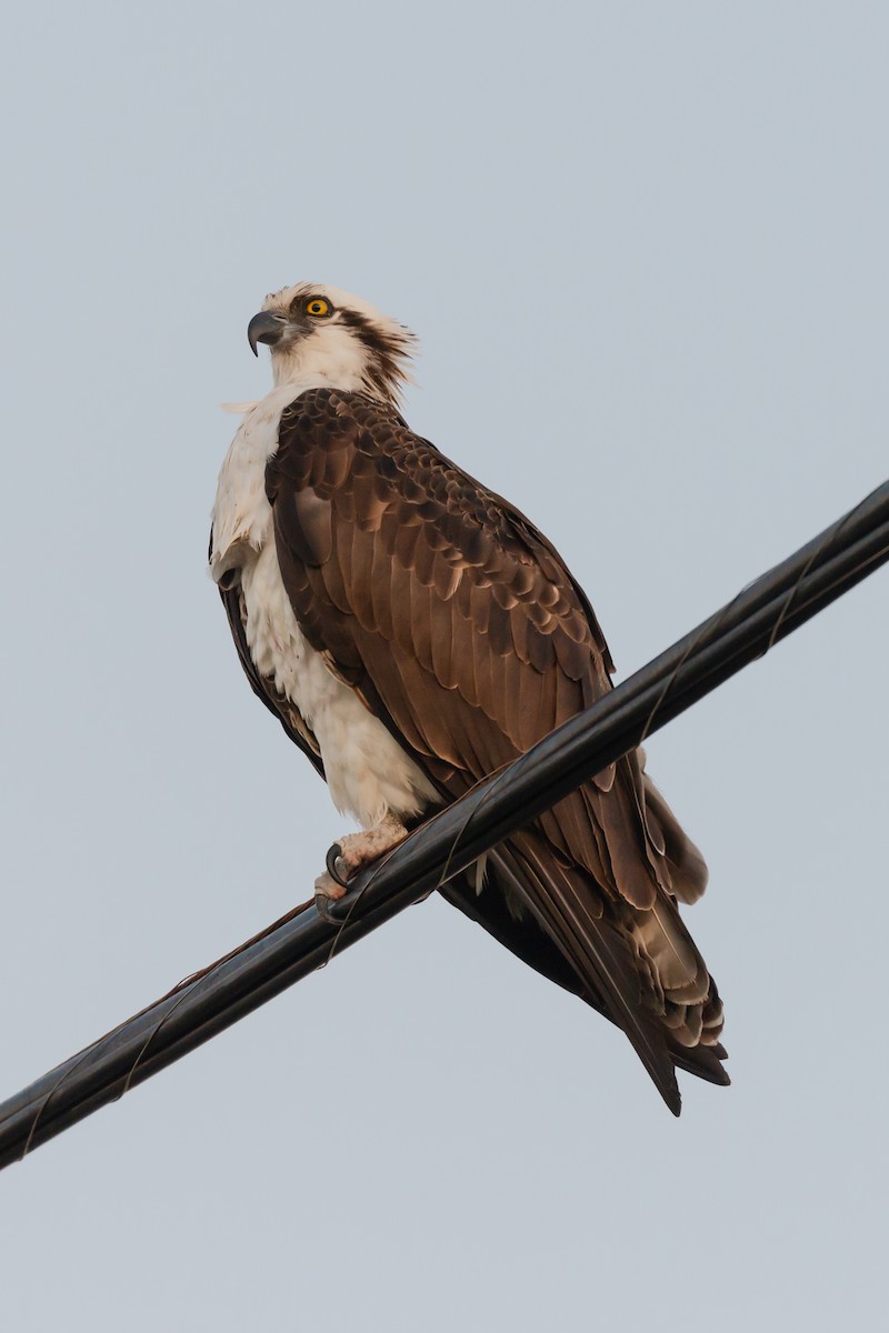 Osprey - ML613534141