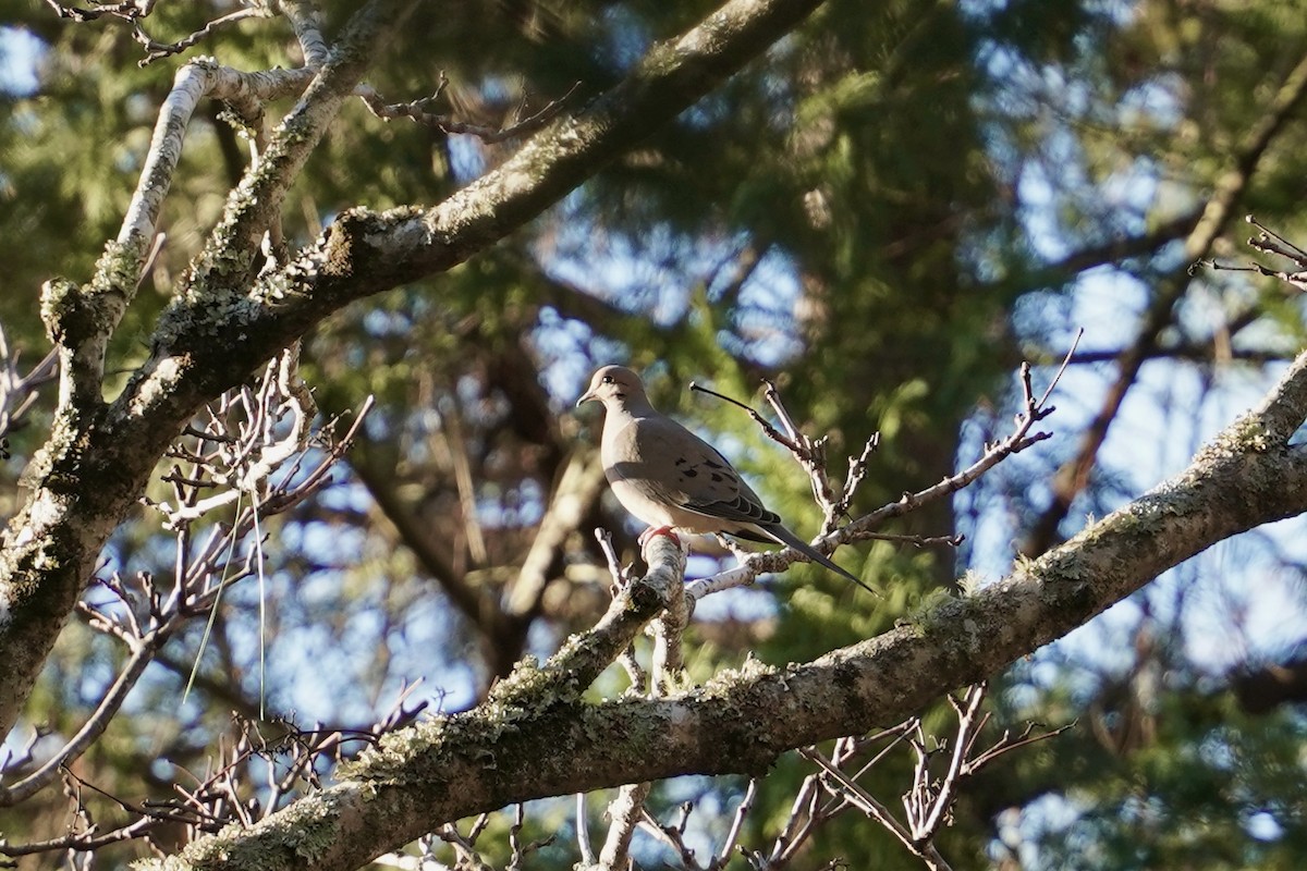 Mourning Dove - Nate W