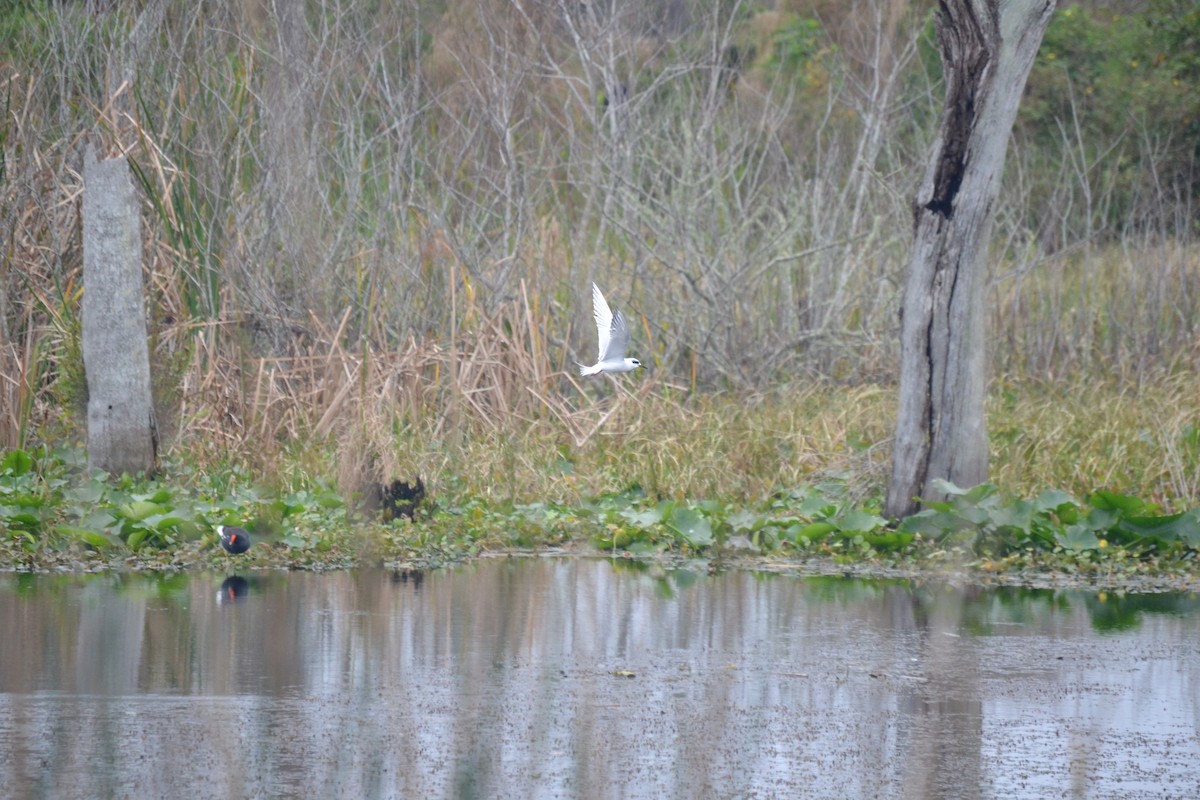 Forster's Tern - ML613534201