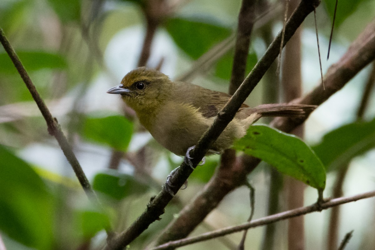 Oleaginous Hemispingus - Nestor Monsalve (@birds.nestor)