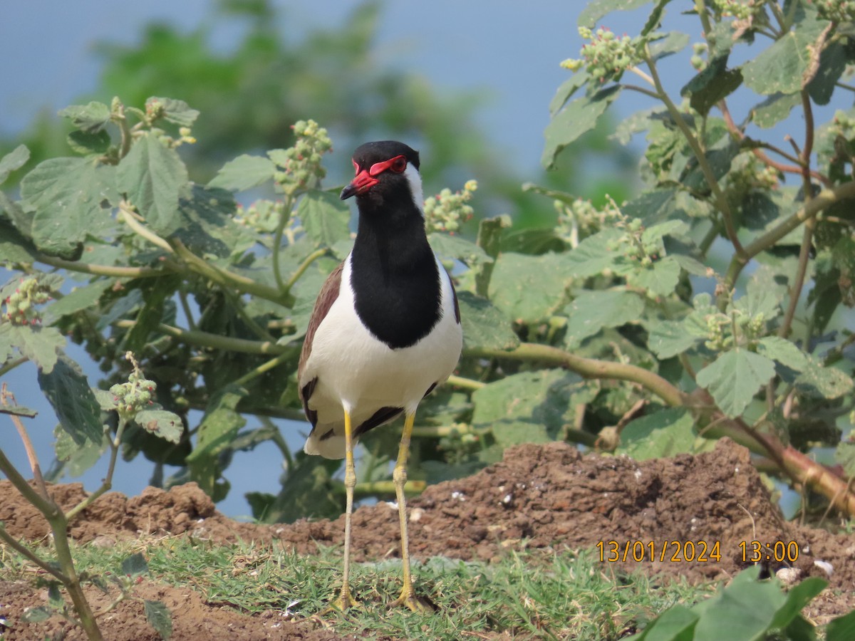 Red-wattled Lapwing - ML613534218