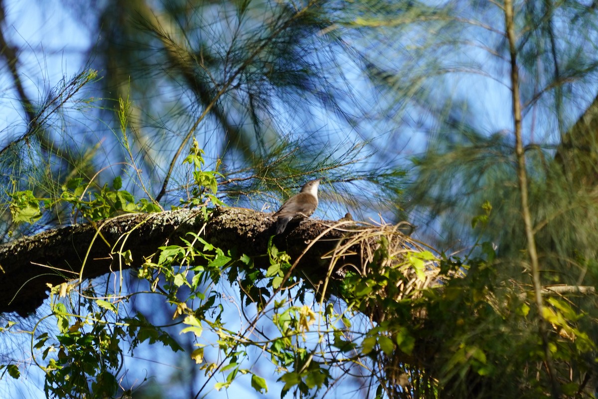 White-throated Treecreeper - ML613534298