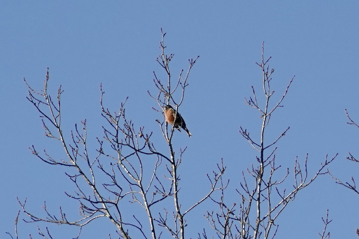 American Robin - ML613534310