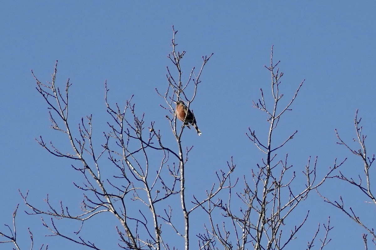 American Robin - ML613534311