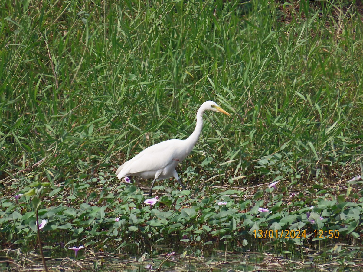 Great Egret - Shilpa Gadgil