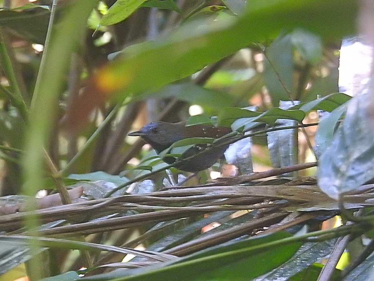 Black-throated Antbird - Raul Afonso Pommer-Barbosa - Amazon Birdwatching