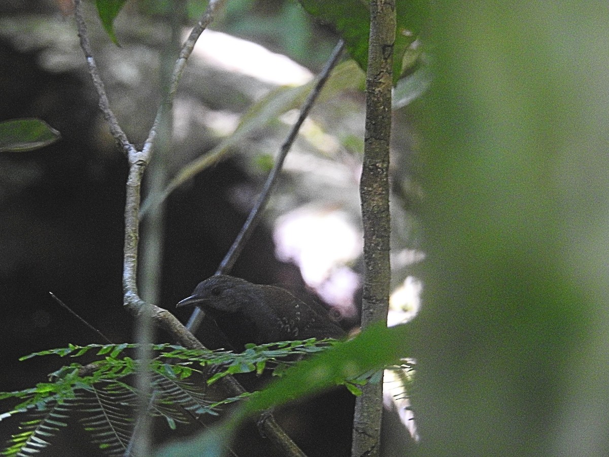 Black-throated Antbird - Raul Afonso Pommer-Barbosa - Amazon Birdwatching