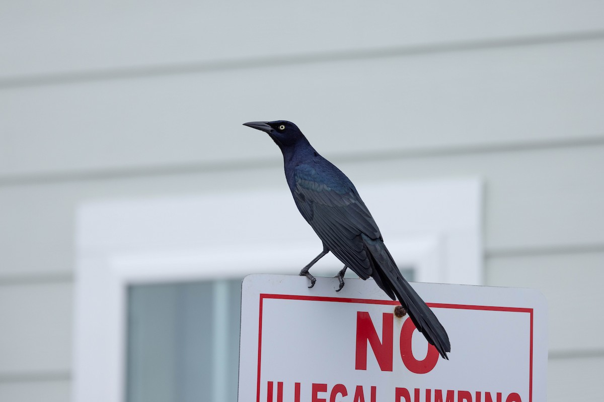 Great-tailed Grackle - Thomas Gonye