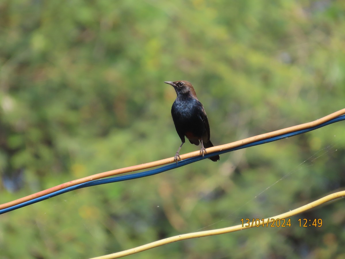 Indian Robin - ML613534401