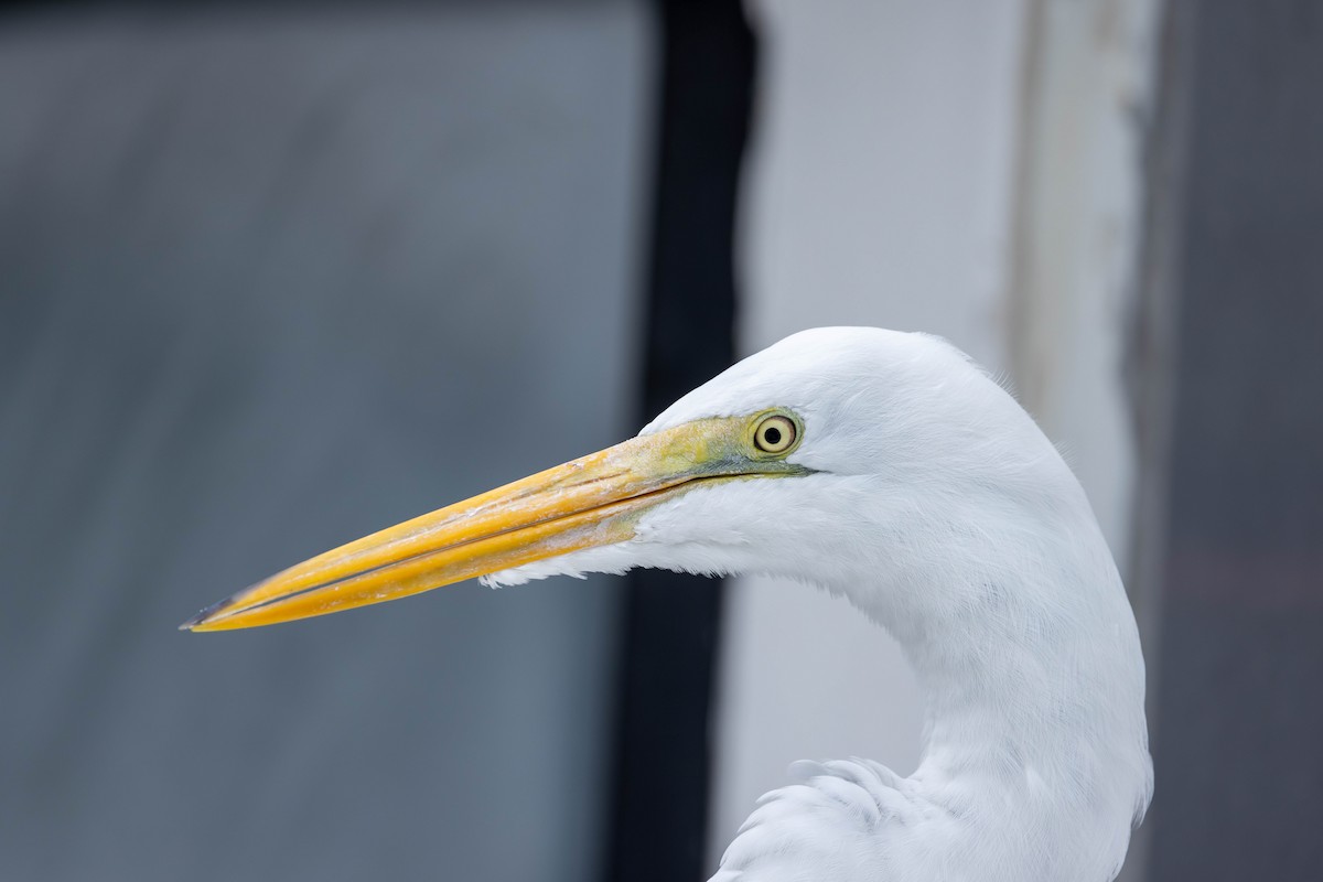 Great Egret - ML613534449