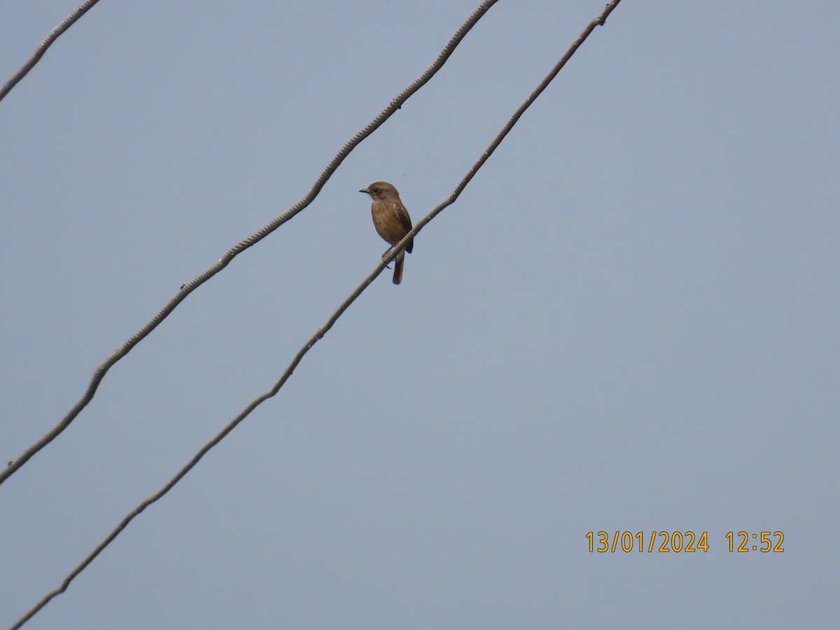 Pied Bushchat - ML613534565