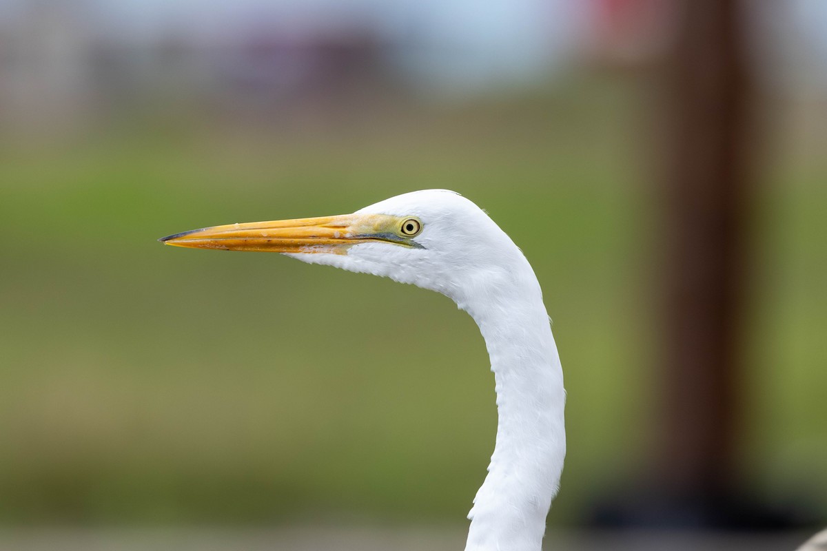 Great Egret - Thomas Gonye