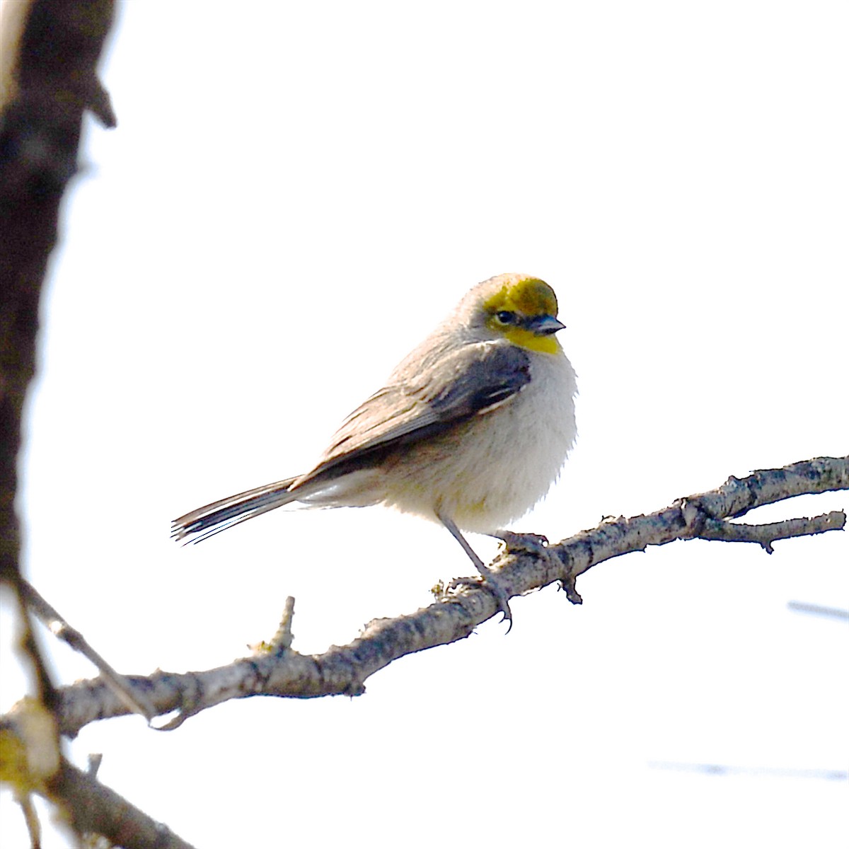 Verdin - ML613534727