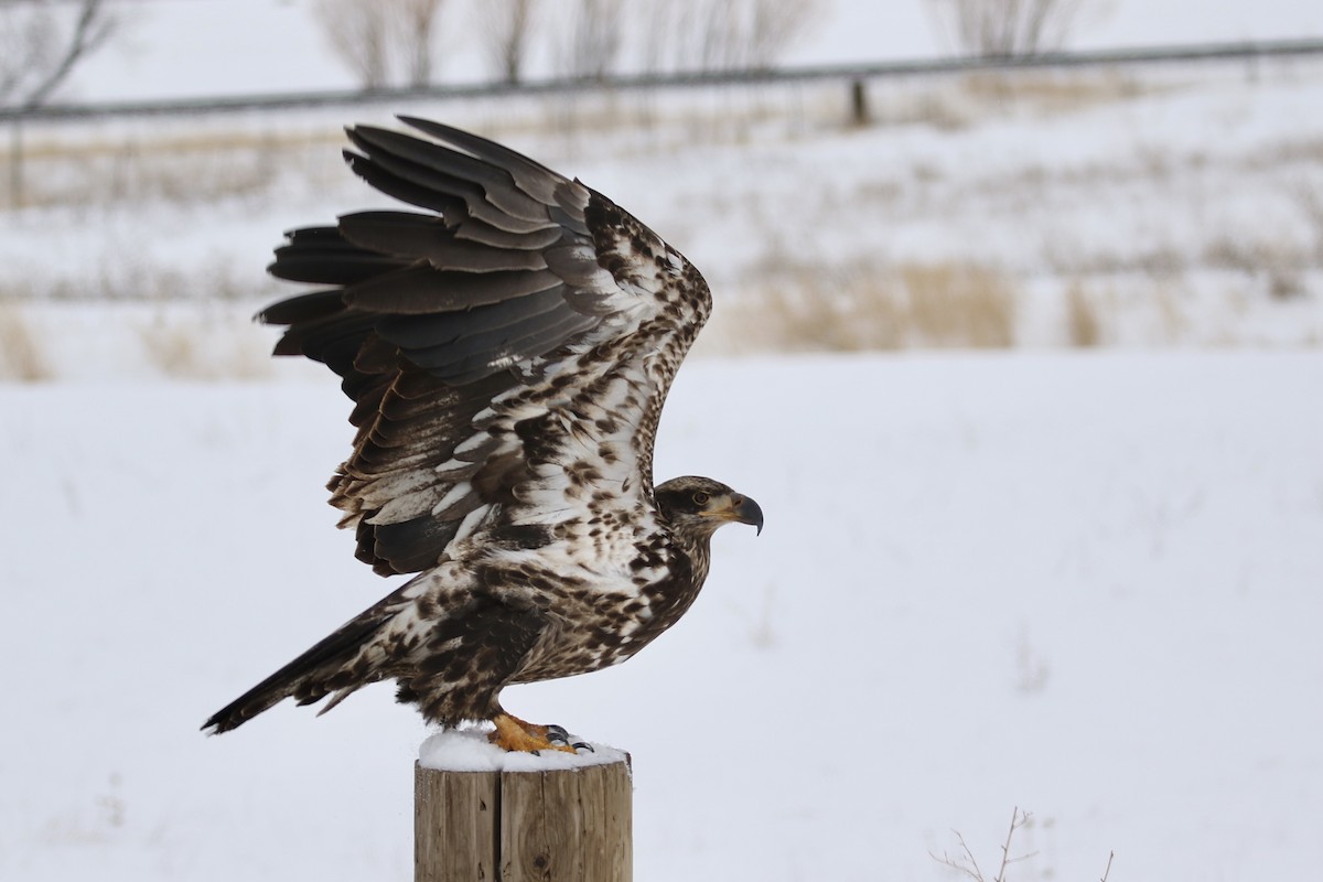 Bald Eagle - ML613534761