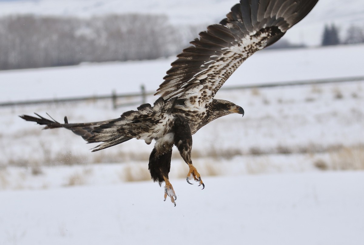 Bald Eagle - ML613534775