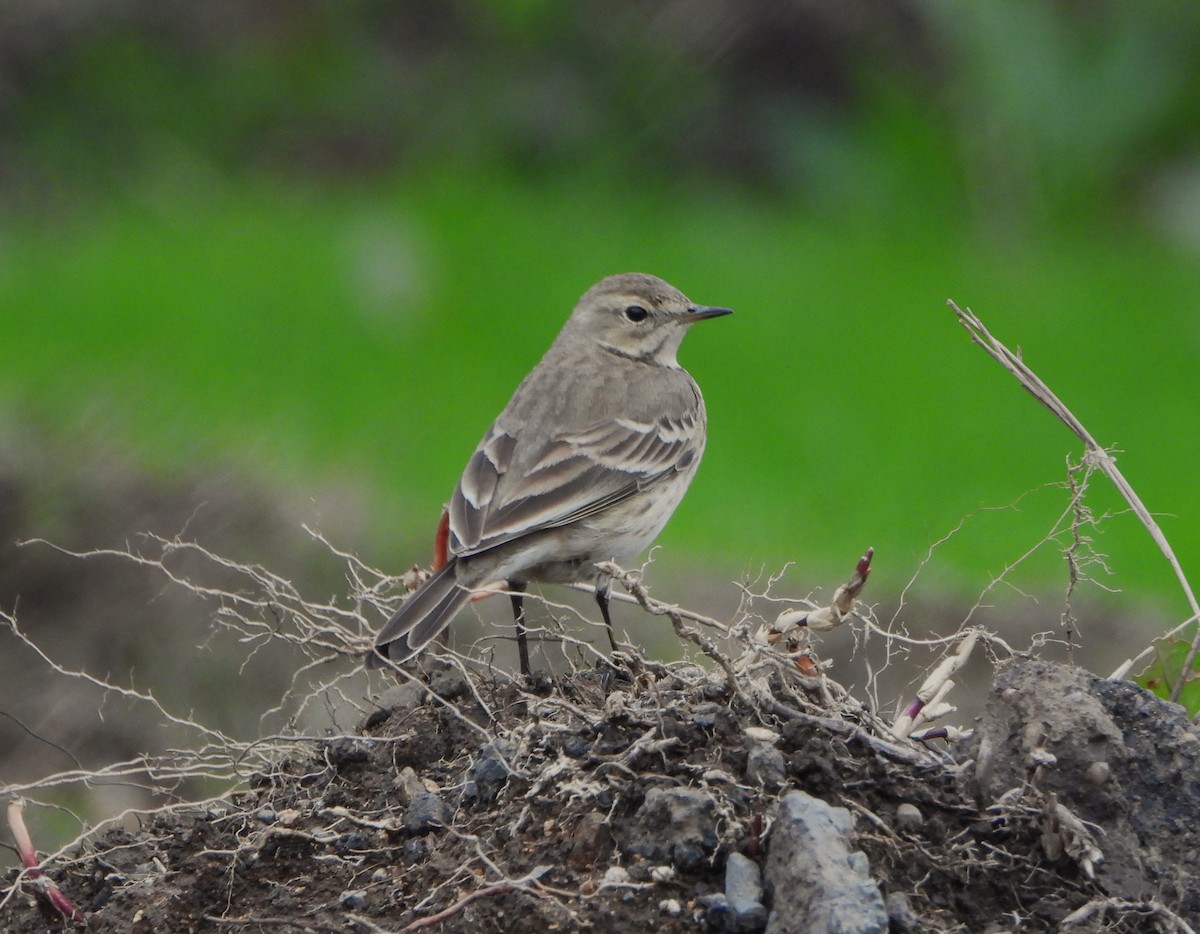 American Pipit - Lynne Craft