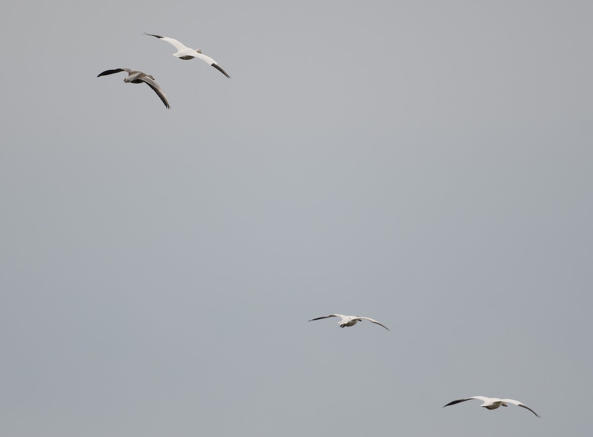 Snow Goose - ML613534858