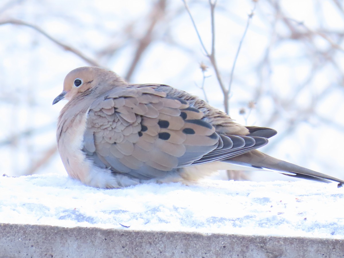 Mourning Dove - ML613534867