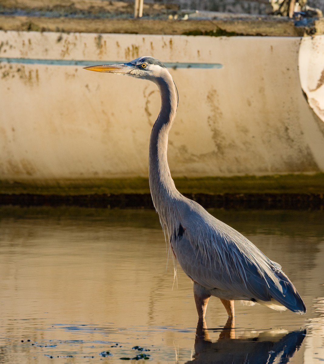 Great Blue Heron - ML613534879