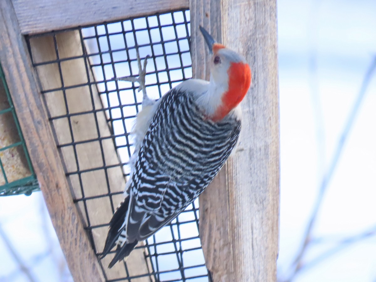 Red-bellied Woodpecker - ML613534902