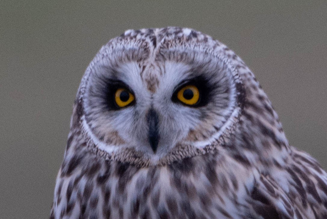 Short-eared Owl - Andrea Heine