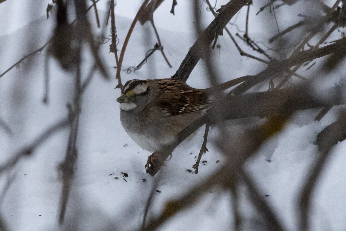White-throated Sparrow - ML613535001