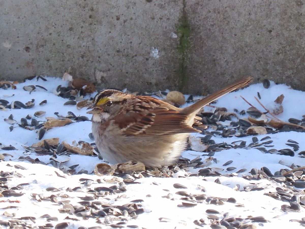 White-throated Sparrow - Jim Proffitt