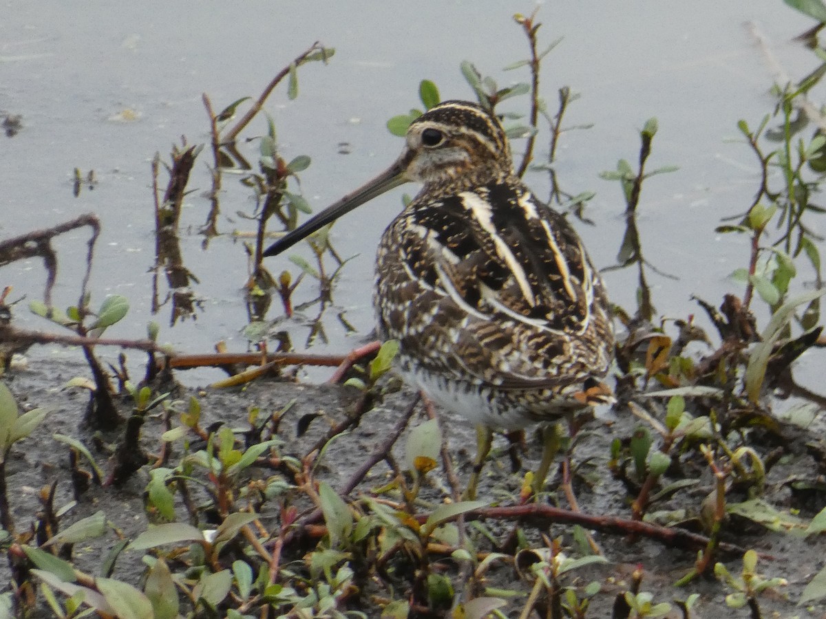 Wilson's Snipe - ML613535010