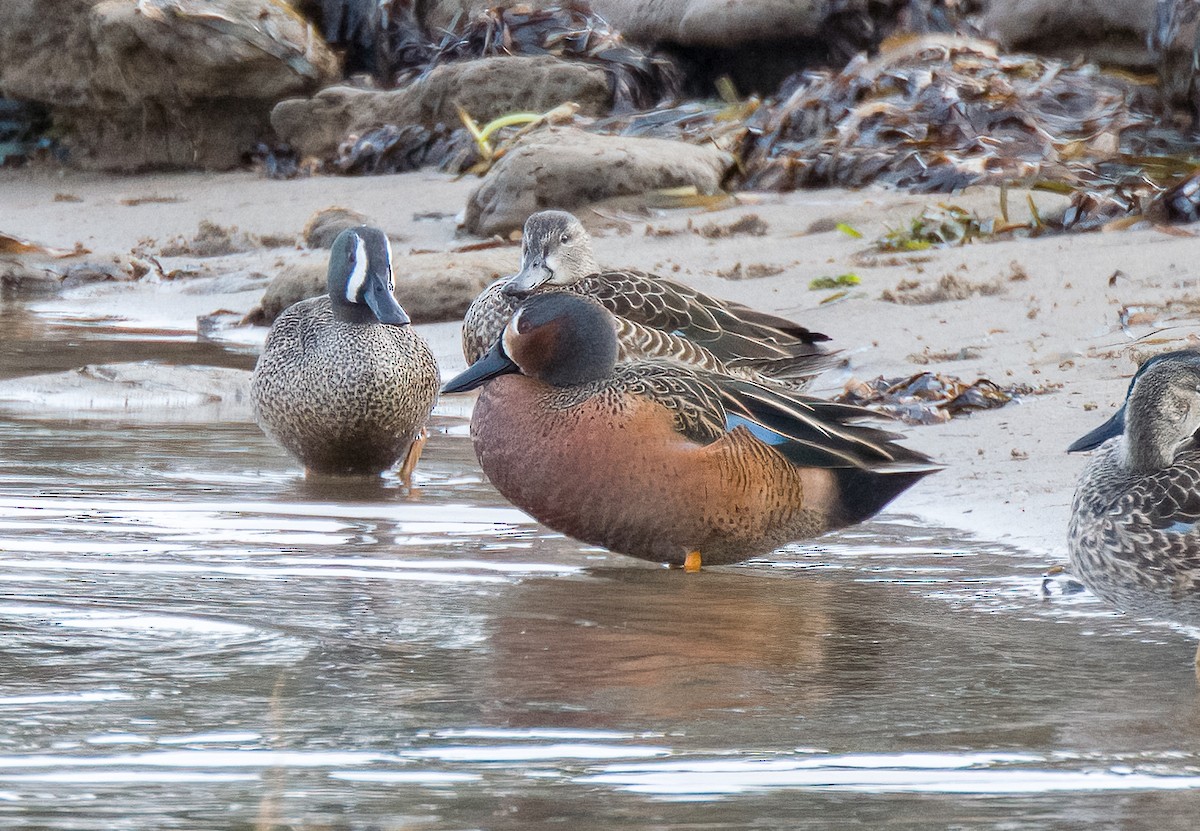 Blue-winged x Cinnamon Teal (hybrid) - ML613535028