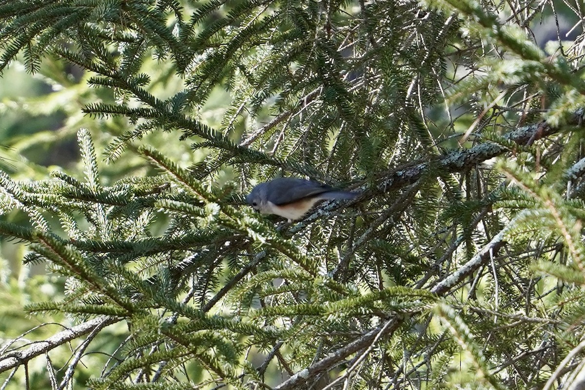 Tufted Titmouse - ML613535101