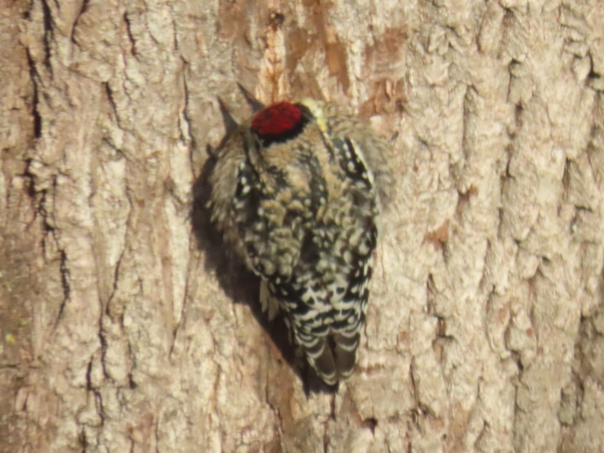 Yellow-bellied Sapsucker - ML613535247