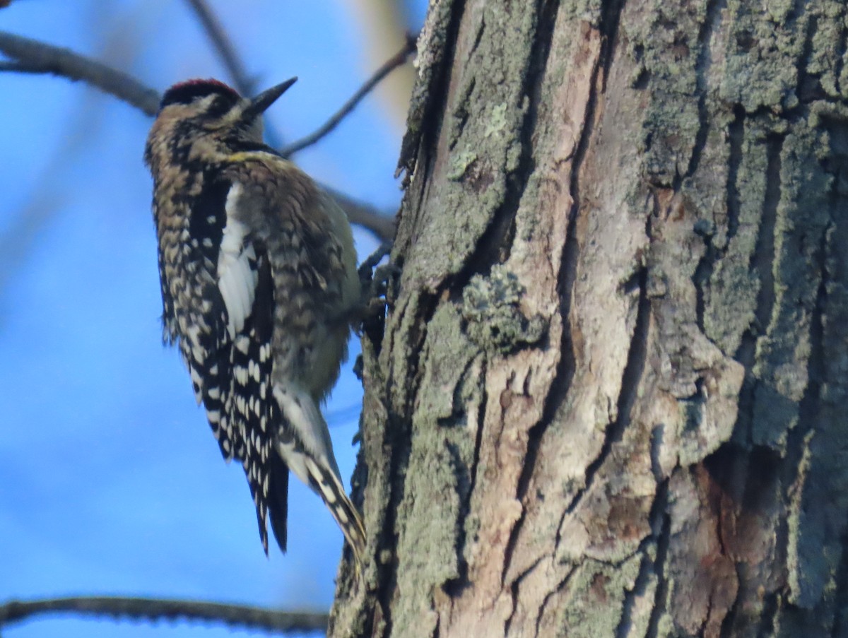 Yellow-bellied Sapsucker - ML613535249