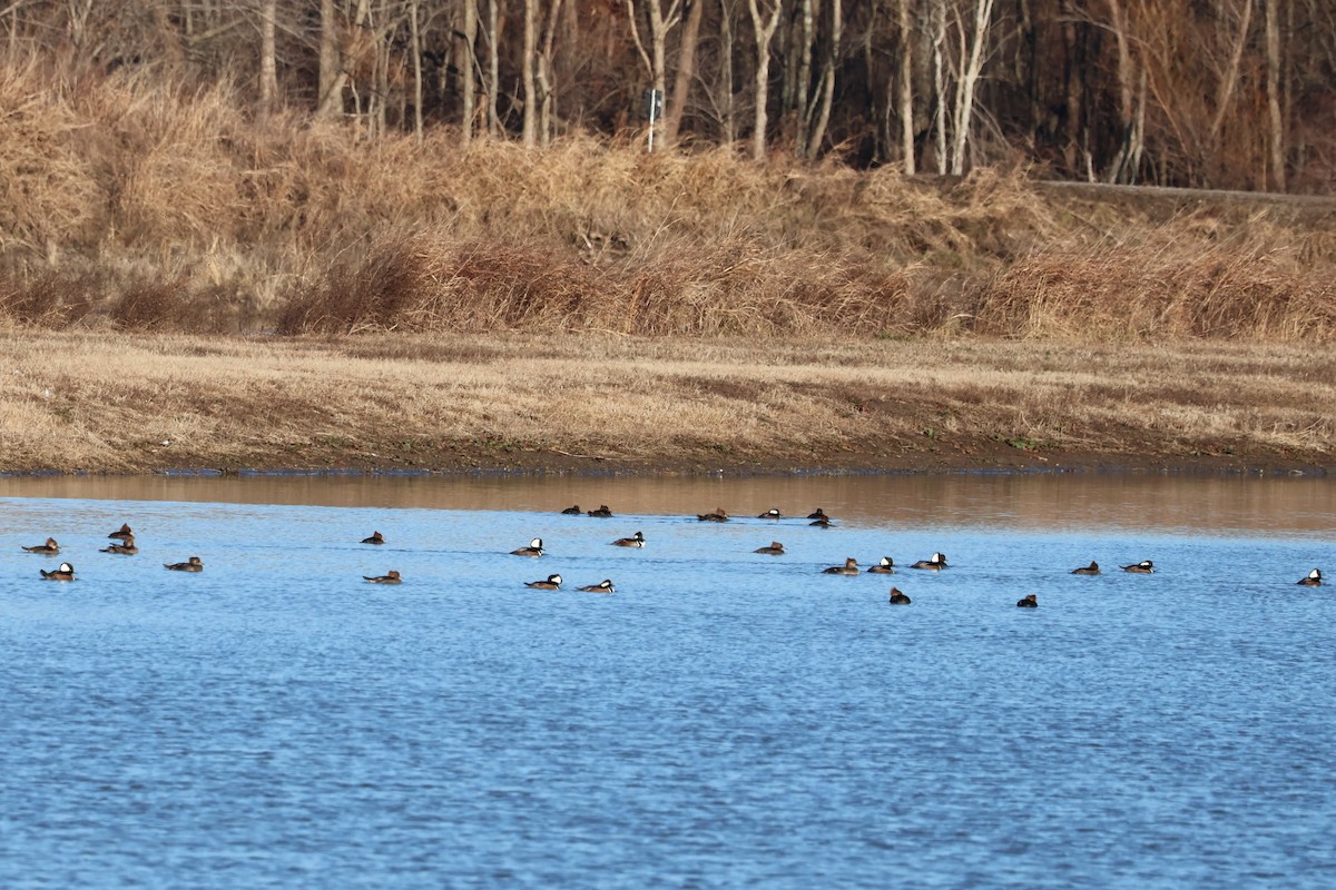 Hooded Merganser - ML613535274