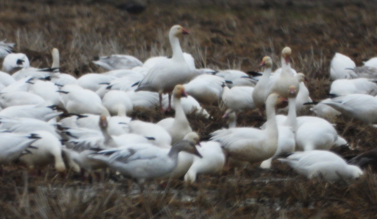 Ross's Goose - Lynne Craft