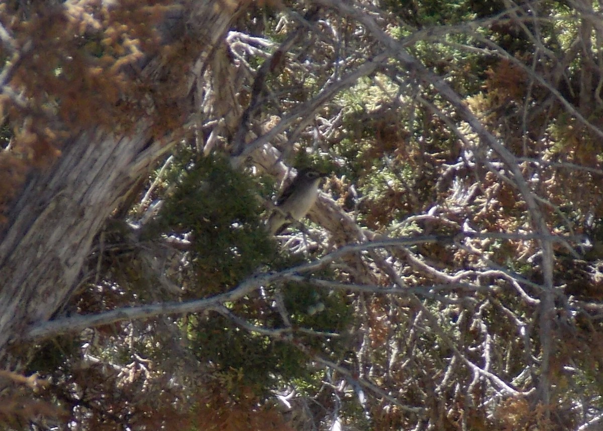 Plumbeous Vireo - ML613535371