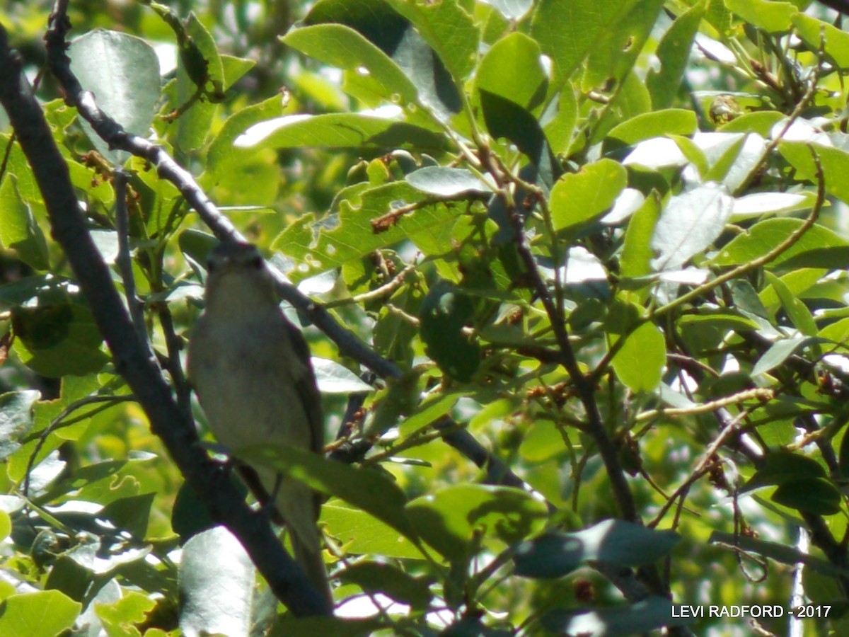 Warbling Vireo - Levi Radford