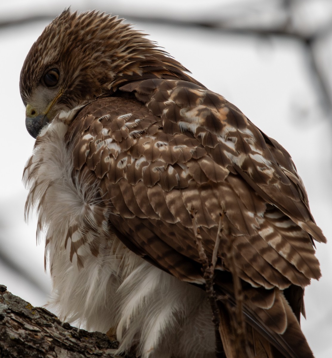 Rotschwanzbussard - ML613535416