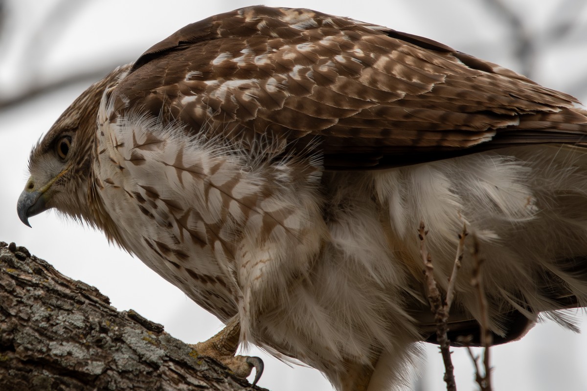 Rotschwanzbussard - ML613535419