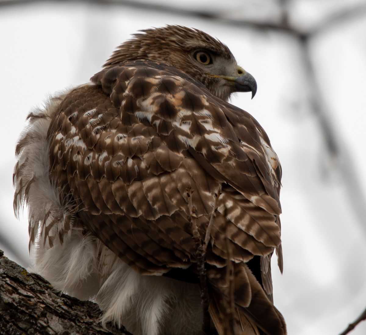 Rotschwanzbussard - ML613535420