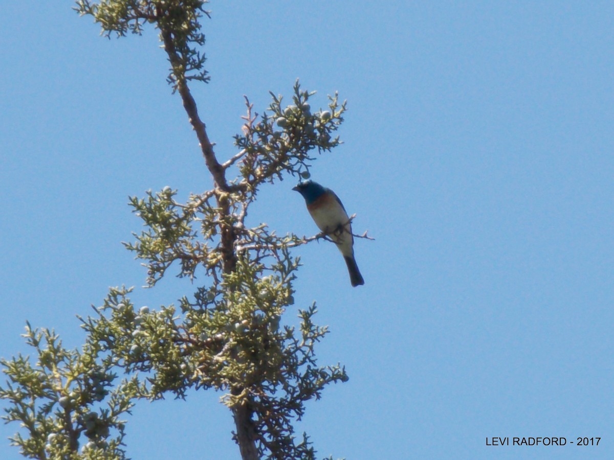 Lazuli Bunting - ML613535498