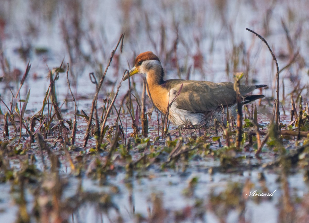 Bronze-winged Jacana - ML613535506