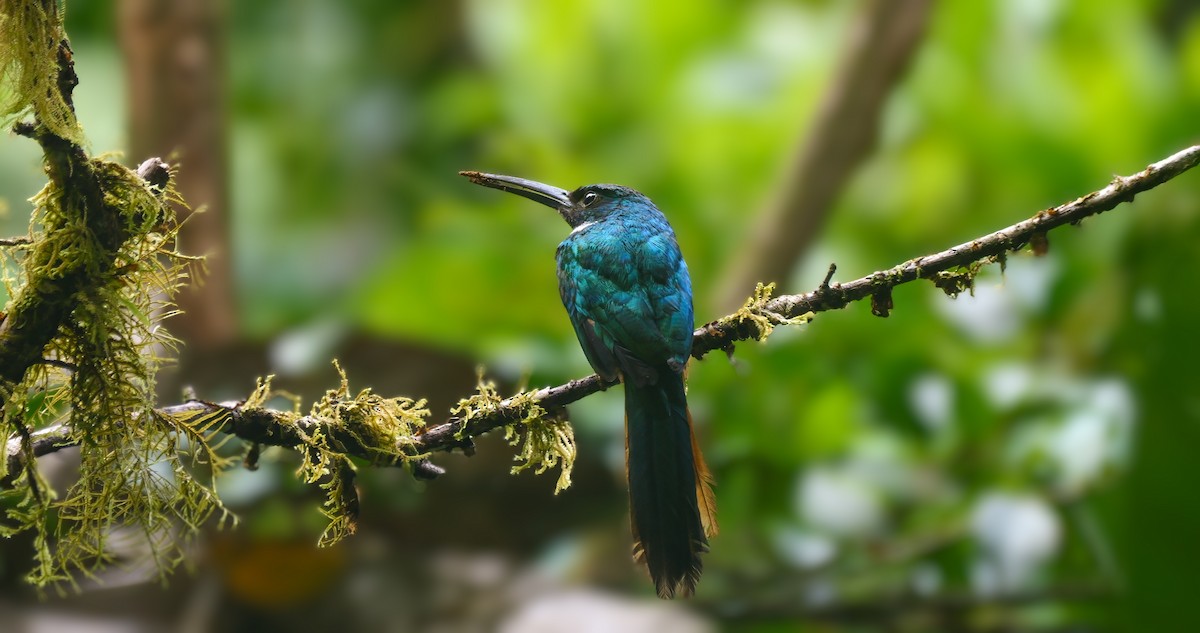 Rufous-tailed Jacamar - Mike Melton