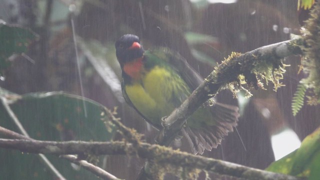 Cotinga jucunda - ML613535667