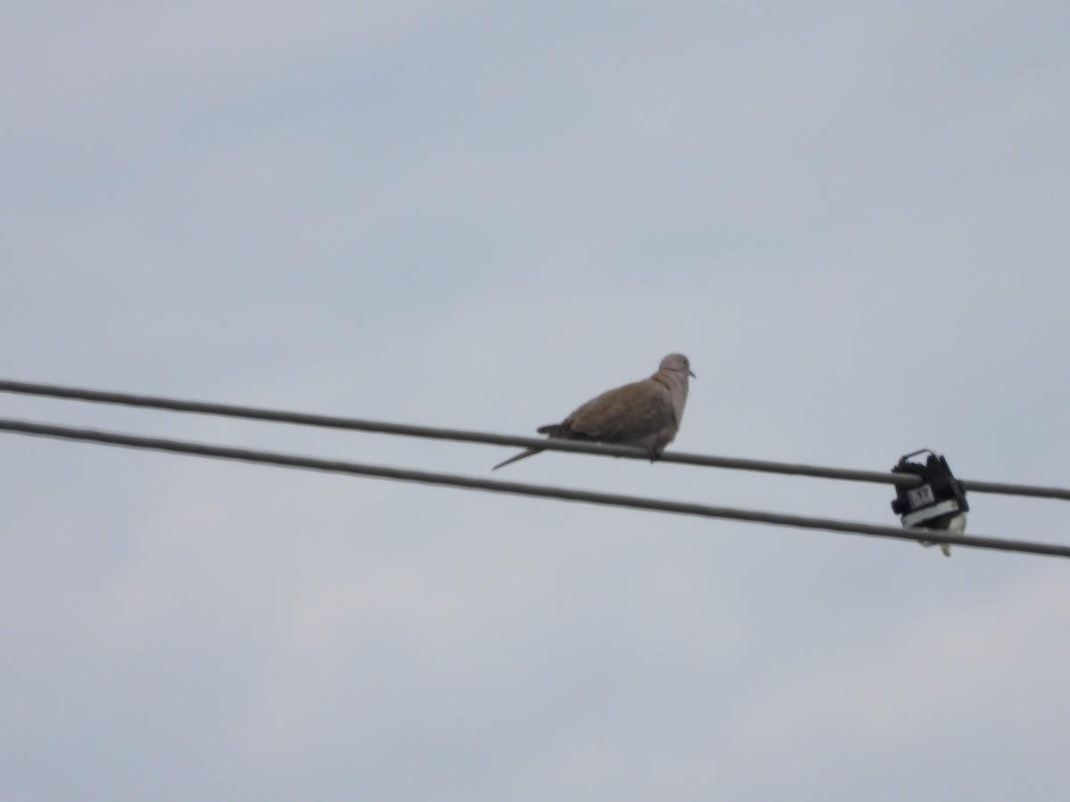 Eurasian Collared-Dove - ML613535731