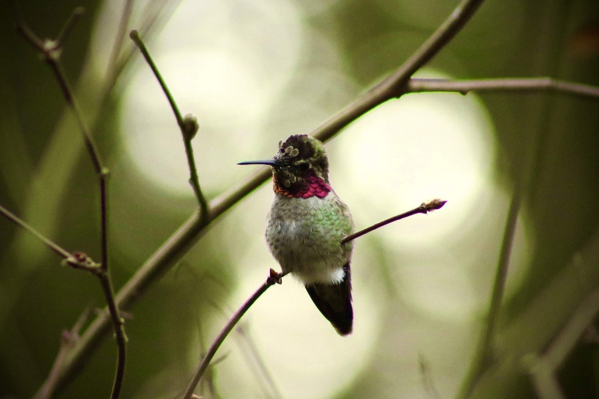 Anna's Hummingbird - ML613535790