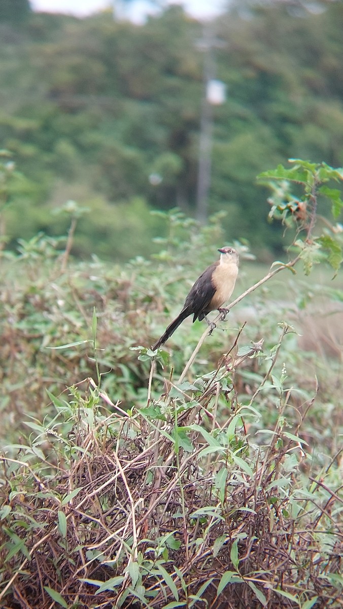 Nicaraguan Grackle - ML613536031
