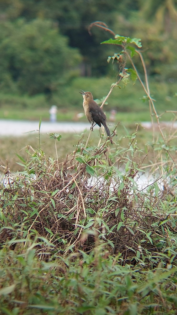 Nicaraguan Grackle - Kevin Quirós