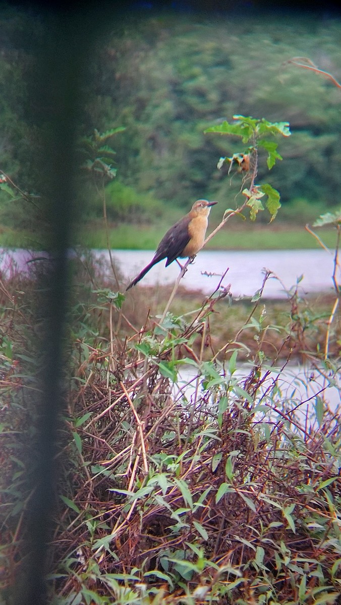 Nicaraguan Grackle - ML613536037
