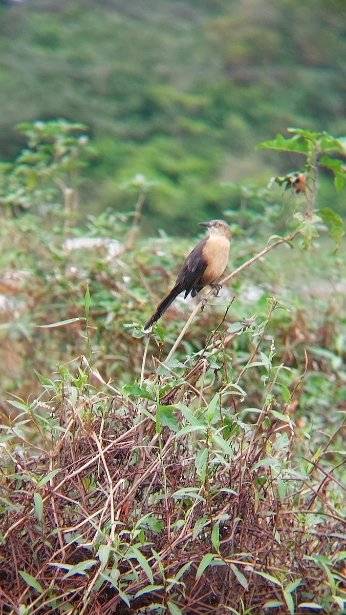 Nicaraguan Grackle - ML613536038